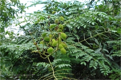 Caesalpinia bonduc